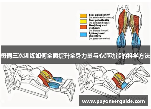 每周三次训练如何全面提升全身力量与心肺功能的科学方法